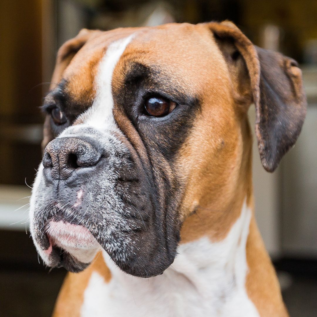 Boxer dog portrait